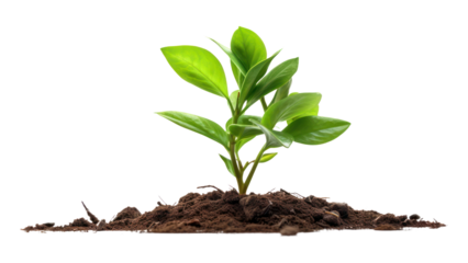 PNG A young plant leaf soil white background. desktop wallpaper