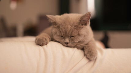 British Cat © Piotr