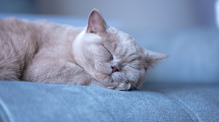 British Cat © Piotr