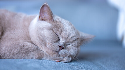 British Cat © Piotr