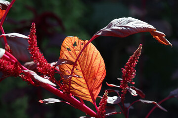 Macro image of an illuminated Love-lies-bleeding leaf, Suffolk England
