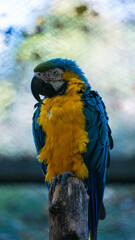 Parrot © Piotr