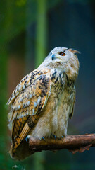 Owl © Piotr
