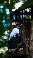 Beautiful Bird © Piotr