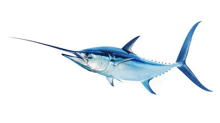 Obraz premium A Blue Marlin Swimming Through Clear Water