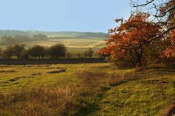 Obraz premium Autumn landscape with trees and meadows on a sunny day. 
