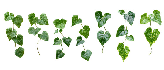 Fototapeta premium Set of green leaves from Javanese treebine or grape ivy (Cissus spp.), a jungle vine and hanging ivy plant bush foliage, on a white background with a clipping path isolated on white background
