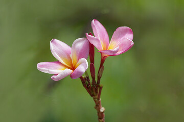 Fototapeta premium Plumeria Flowers