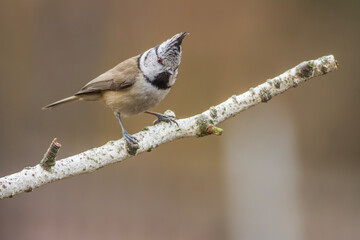Czubatka europejska, czubatka, sikora czubatka, sikora czubata (Lophophanes cristatus) © Michal Przystas