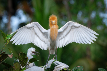 Frontal portrait of an adult eastern cattle egret (Ardea coromanda) with its wings spread as it lands on its nest