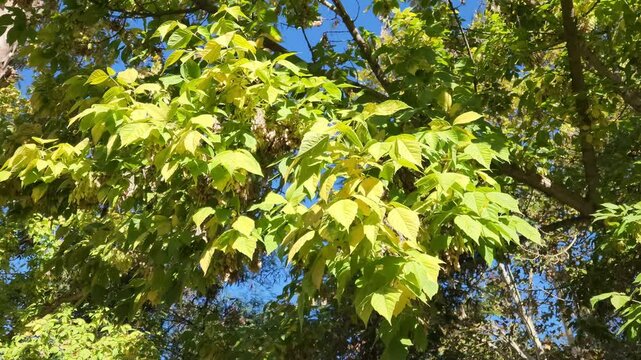 A branch of the Boxelder (Acer negundo) tree in a park in autumn