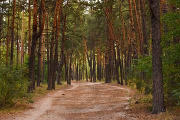 Fototapeta premium View from inside the forest. Beautiful nature. Summer taiga landscape. Path in a pine forest. Pinery. Walk in the forest for health. Ecological clean forest air. Spruce