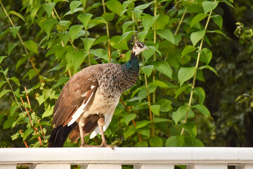 Fototapeta premium Female peacock peahen pea hen bird