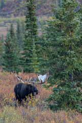 Bull Alaska Yukon Moose in Autumn in Denali National Park Alaska