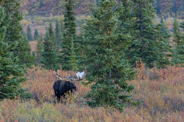 Bull Alaska Yukon Moose in Autumn in Denali National Park Alaska