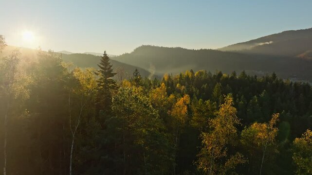 Mountains forest season pine tree view aerial hill wood magic mist