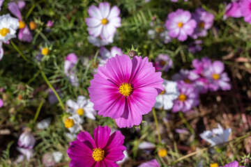 Obraz premium Cosmos flowers are tall, delicate plants with vibrant petals, blooming mainly in autumn under clear skies.