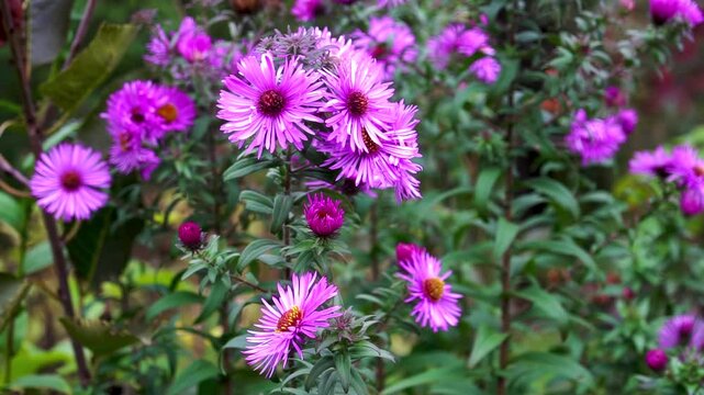 Lush deep purple asters with burgundy centres and water droplets on the petals - flowers in an autumn garden.