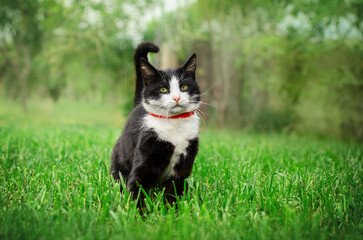 funny portrait of a surprised black and white cat in a collar, the first spring walk outside