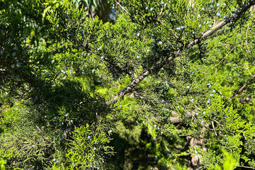 Fototapeta premium Juniper. Branch of coniferous bush from cypress family, with green needles and blue cones, close-up. Background, backdrop, screen, desktop.