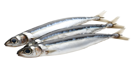 Anchovy on transparent background, isolated on white background