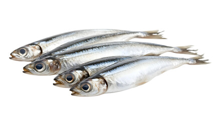 Anchovy on transparent background, isolated on white background