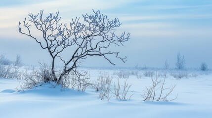 Serene winter landscape with bare tree covered in snow