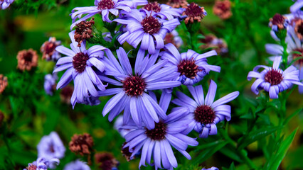 Obraz premium Lush purple asters with curled petals and burgundy centers on natural background – emphasis on flower variety and natural life cycle.