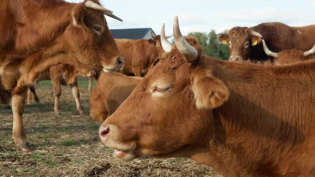 Purebred French Limousin beef cow chewing cud. Profile portrait of the head of a domestic horned cow with red fur and thoughtful eyes. Cattle on a farm in rural countryside.