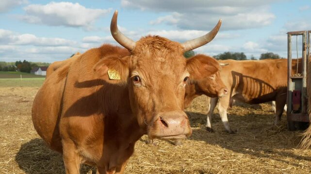 A brown cow with a cattle tag on her ear chews cud and looks around restlessly. A herd of Purebred French Limousin beef cows on a picturesque pasture. Breeding of cattle for meat in agriculture.