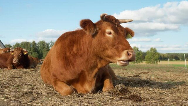A brown cow is lying on straw in a picturesque meadow and thoughtfully chewing cud. A purebred French Limousin beef cow with a cattle tag on its ear. A herd of livestock is resting on a pasture.