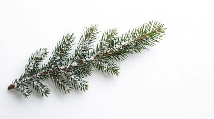 Spruce branch with snow on white background