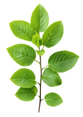 Green leaves on stem, white isolated background
