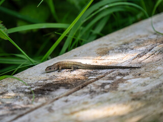 Common Lizard Basking on a Wooden Post