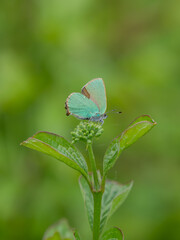 Green Hairstreak Feeding on Dogwood Flower Head