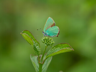 Green Hairstreak Feeding on Dogwood Flower Head