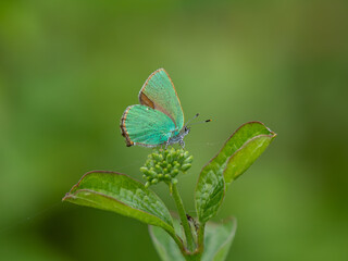 Green Hairstreak Feeding on Dogwood Flower Head