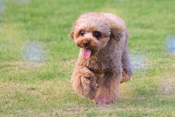 しゃぼん玉舞うドッグランで遊ぶトイ・プードル