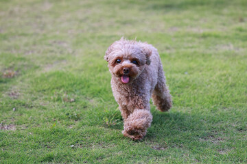 ドッグランで遊ぶトイ・プードル