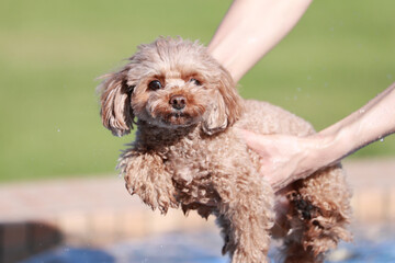 泳ぐ練習をしているトイ・プードル