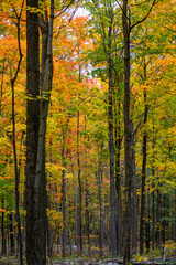 Fototapeta premium Wisconsin colorful forest in October