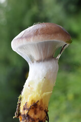 Edible mushroom slimy spike cap Gomphidius glutinosus