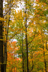 Wisconsin colorful forest in October