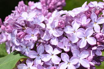 Purple common lilac flowers closeup