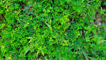 Perfect For Creating A Natural And Organic Backdrop, This Image Features A Dense Patch Of Clover. The Bright Green Color And Intricate Leaf Pattern Make It Visually Appealing