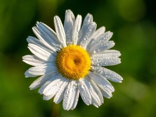Obraz premium Leucanthemum vulgare, or garden chamomile close-up on a green background. A flower with dew drops. Weather forecast for the week
