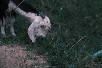 A goat grazing on fresh green grass in a serene pasture during late afternoon in rural farmland