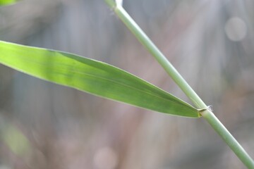 Close-up view of a green bamboo leaf swaying gently in natural sunlight during a calm afternoon in a lush forest