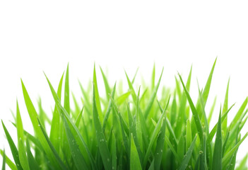 Obraz premium grass isolated on white background