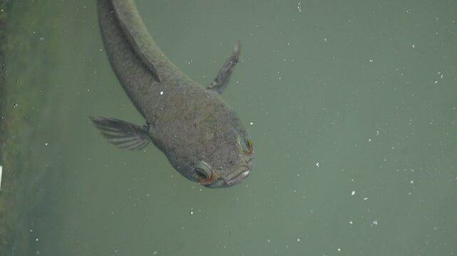 Snakehead or Channa orientalis fish. 
Channa&nbsp;is a&nbsp;genus&nbsp;of predatory&nbsp;fish&nbsp;in the&nbsp;family&nbsp;channidae, native to fresh water habitats in asia. Asiatic Snakehead slow motion video.